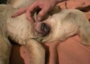 Dog is being pounded dirty in the animality scene