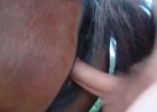 Watch him fucking this horse in the hot POV video
