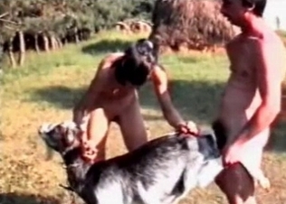 Animal sex in the anal style