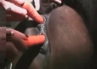 Two zoopiles are poking a horse ass