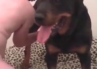 Fast sex with a doggy in the doggy style position
