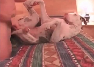 This zoophile wants to taste animal cum so freaking much