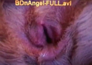 Big male dick in a tight dog asshole