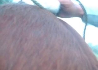 Horse is being fucked from behind